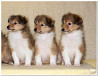 Shetland sheepdog puppy, male, female breed class FCI Priozersk  Delivery from Priozersk