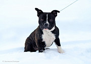 Staffordshire bull terrier junior, male FCI Moscow  Delivery from Moscow