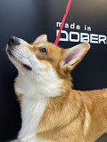 Welsh corgi pembroke male (show class) FCI for mating Yekaterinburg  Delivery from Yekaterinburg