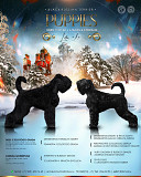 Russian black terrier puppy, male, female show class FCI Taganrog 