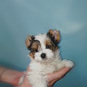 Biewer terrier puppy, male breed class FCI Vyborg  Delivery from Vyborg