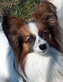 Continental toy spaniel papillon male show class FCI for mating Volgodonsk  Volgodonsk