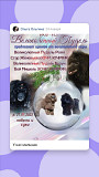 Poodle той puppy, male breed class FCI Moscow  Moscow