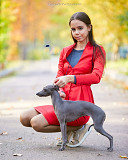 Профессиональный хендлер Киев. Хендлинг. Обучение владельцев показу своих собак Kiev