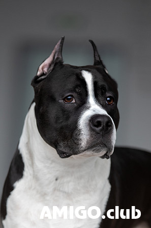 American staffordshire terrier male  FCI for mating Sankt-Peterburg  Sankt-Peterburg - photo 1