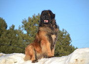 Leonbergers kucēns, sieviete show class FCI Sankt-Peterburg  доставка из г.Sankt-Peterburg
