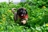 Leonberger cachorro, mujer show class FCI Sankt-Peterburg  Delivery from Sankt-Peterburg