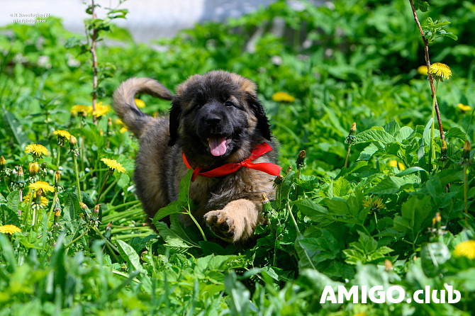 Leonberger puppy, female show class FCI Sankt-Peterburg  Sankt-Peterburg - photo 1