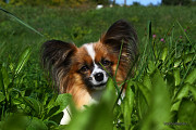 Continental toy spaniel papillon male show class FCI for mating Gomel  Gomel