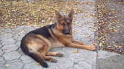 German shepherd dog double coat junior, female show class FCI Yeysk  Yeysk