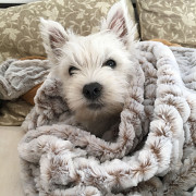 West highland white terrier puppy, female show class FCI Moscow  Delivery from Moscow
