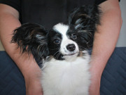 Continental toy spaniel papillon puppy, male breed class FCI Ozersk  Delivery from Ozersk
