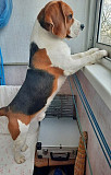 Beagle male show class FCI for mating Sankt-Peterburg  Sankt-Peterburg
