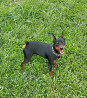 Pinscher nain masculin show class FCI pour l'accouplement Moscow  Moscow