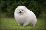German spitz toy (pomeranian) male show class FCI for mating Moscow  Moscow