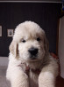 Golden retriever puppy, male, female breed class FCI Barnaul  Delivery from Barnaul