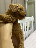 Poodle miniature puppy, male, female show class IFCS Munich  Delivery from Munich