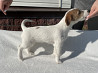 Jack russell terrier puppy, female FCI Ufa  Delivery from Ufa