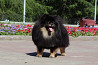 Spitz allemand petit spitz masculin show class FCI pour l'accouplement Kemerovo  Kemerovo