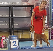 Basenji male show class FCI for mating Abakan  Delivery from Abakan