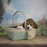 Beagle puppy, male, female breed class FCI Krasnodar  Delivery from Krasnodar