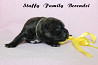 Staffordshire bull terrier puppy, male, female show class FCI Chelyabinsk  Delivery from Chelyabinsk