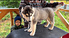 Siberian husky puppy, male, female show class FCI Novosibirsk  Delivery from Novosibirsk