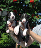 Bull terrier puppy, male, female FCI Barnaul  Delivery from Barnaul