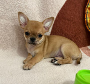 Chihuahua short-haired puppy, male, female breed class FCI Ufa  Delivery from Ufa