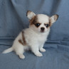 Chihuahua long-haired puppy, male show class FCI Ufa  Delivery from Ufa