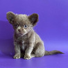 Chihuahua long-haired puppy, male show class FCI Ufa  Delivery from Ufa