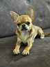 Chihuahua short-haired puppy, male breed class FCI Ufa  Delivery from Ufa