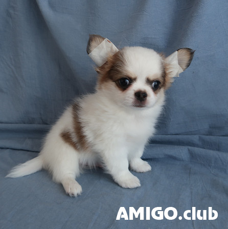 Chihuahueño pelo largo cachorro, masculino show class FCI Ufa  Ufa - photo 1