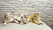 British shorthair cat (BRI) (kitten, male, female, WCF Imatra  Delivery from Imatra