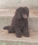 Poodle miniature puppy, male pet class FCI Moscow  Moscow