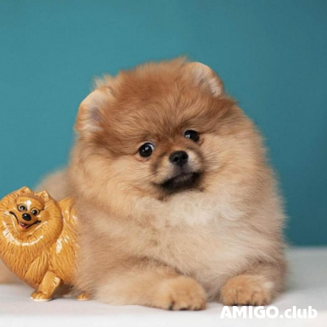 Spitz alemán juguete (pomerania) cachorro, masculino, mujer show class FCI Sochi  Sochi - photo 1