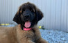 Leonberger puppy, female show class FCI Yekaterinburg  Delivery from Yekaterinburg