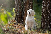 Golden retriever puppy, female breed class FCI Podol'sk  Podol'sk
