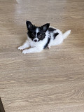 Epagneul nain continental papillon chiot, masculin show class FCI Moscow  доставка из г.Moscow