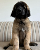 Leonberger cachorro, masculino breed class FCI Yekaterinburg  Delivery from Yekaterinburg