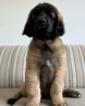 Leonberger puppy, male breed class FCI Yekaterinburg  Delivery from Yekaterinburg