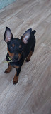 Miniature pinscher puppy, male show class FCI Yuzhno-Sakhalinsk  Delivery from Yuzhno-Sakhalinsk