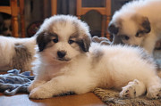 Pyrenean mountain dog puppy, male, female show class FCI Moscow  Moscow