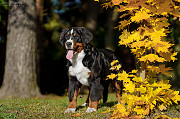 Bernese mountain dog puppy, female breed class FCI Volokolamsk  Delivery from Volokolamsk