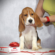 Beagle hündchen, männlich, weiblich show class FCI Ufa  доставка из г.Ufa