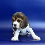Beagle puppy, female show class FCI Ufa  Delivery from Ufa