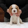 Beagle chiot, masculin, femme show class FCI Ufa  доставка из г.Ufa