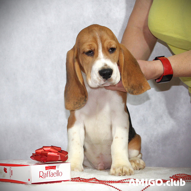 Beagle cachorro, masculino, mujer show class FCI Ufa  Ufa - photo 1