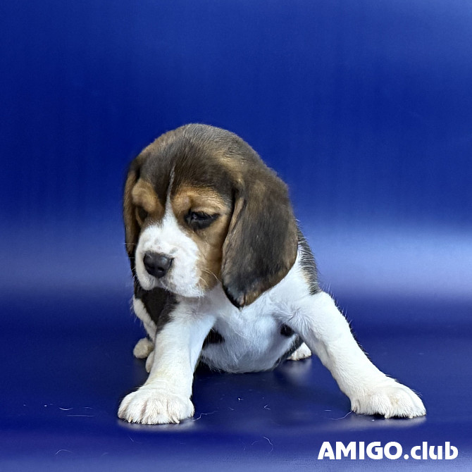 Beagle puppy, female show class FCI Ufa  Ufa - photo 1