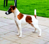 Fox terrier a poil lisse masculin show class FCI pour l'accouplement Moscow  Moscow